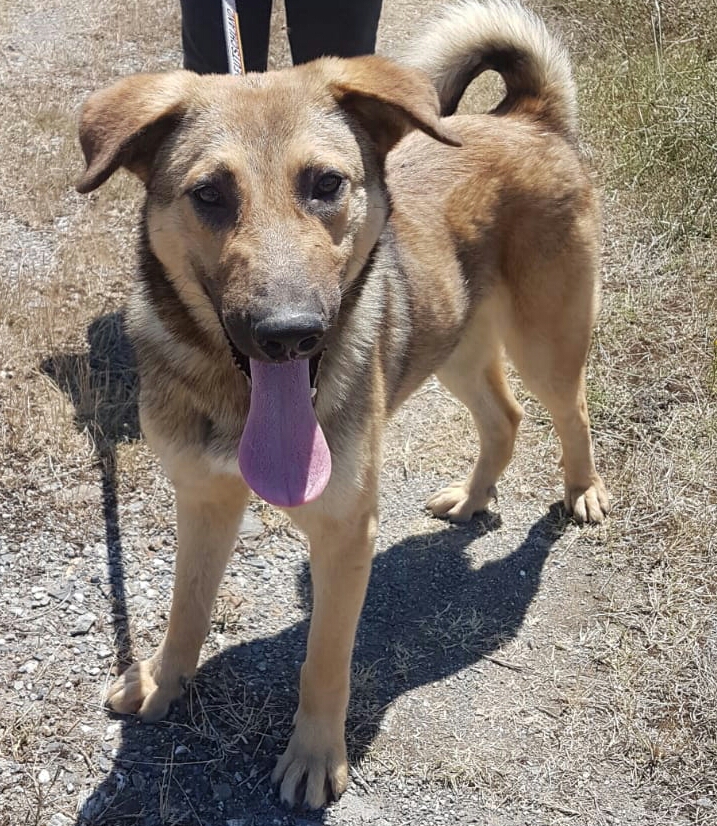 Teddy Strassenhunde Istanbul Teddy Hunde Aus Der Turkei Suchen Ein Neues Zuhause